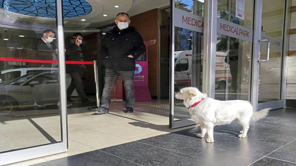 dog spent many days outside hospital waiting for its owner in istanbul turkey pets love | Turkey: बीमार मालकिन से मिलने के लिए 7 दिन तक Hospital के बाहर बैठा रहा कुत्ता