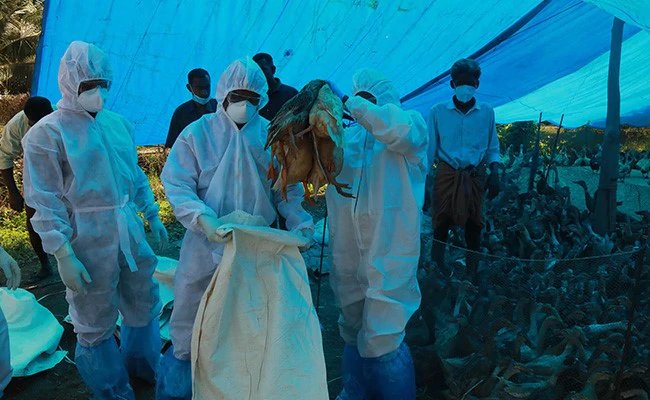 दिल्ली के लिए राहत की खबर, गाजीपुर मंडी के 100 सैंपल में बर्ड फ्लू के लक्षण नहीं