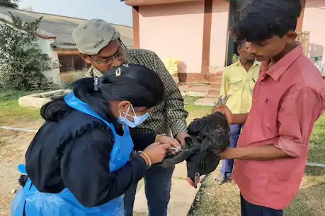 मुर्गियों का बर्ड फ‌्लू टेस्ट किया गया.