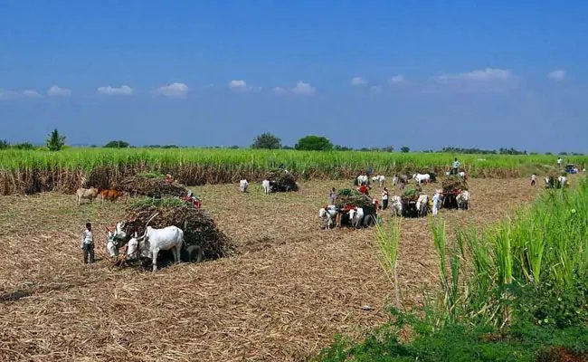 एक हाथ में कुदाल, दूजे में कॉपी-किताब, गन्ना मजदूरों के बच्चों के लिए खेत में ही खुली पाठशाला