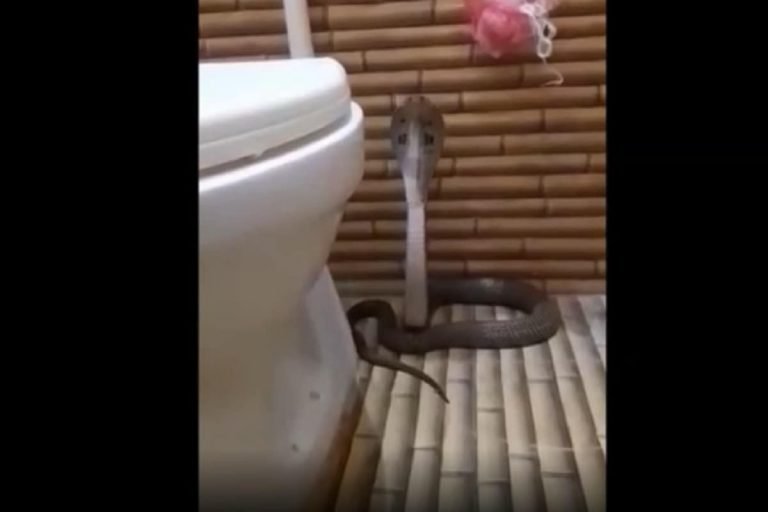 Snake in Bathroom: आधी रात को बाथरूम में आ गया जहरीला कोबरा सांप, फिर…