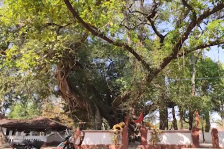 Kondagaon News: 200 साल पुराने बरगद में लगे हैं नौ प्रजाति के पेड़, विशालकाय वट वृक्ष बना अजूबा