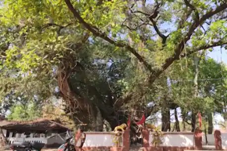 छत्तीसगढ़ के कोंडागांव में 200 साल पुराना वटवृक्ष लोगों के लिए अजूबा बना हुआ है. 