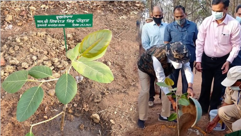 मुख्यमंत्री श्री चौहान ने रोपा बरगद का पौधा