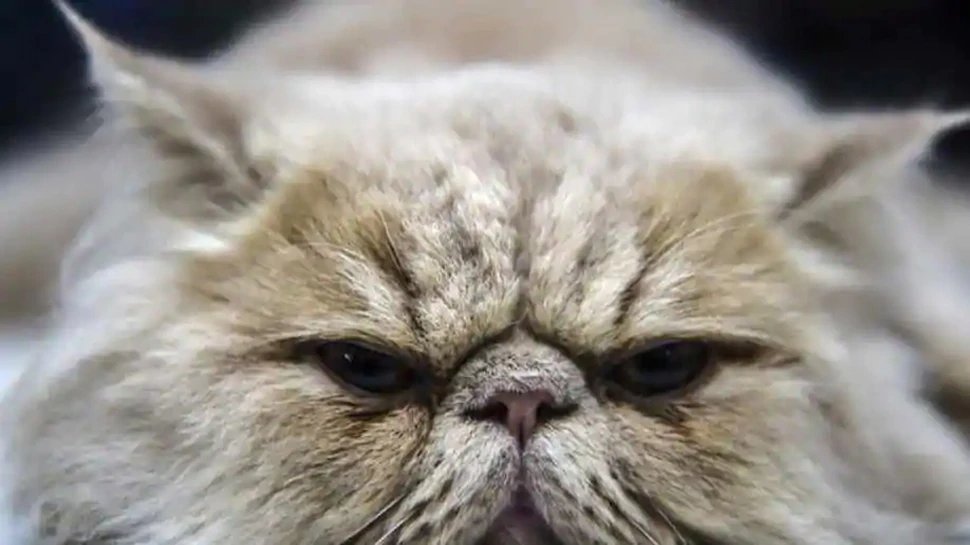 Sudan: Plane makes emergency landing after an angry cat hijacks cockpit | Cat की वजह से Flight की Emergency Landing, कॉकपिट में घुसकर Pilot पर बोल दिया था हमला | Cat की वजह से Flight की Emergency Landing, कॉकपिट में घुसकर Pilot पर बोल दिया था हमला