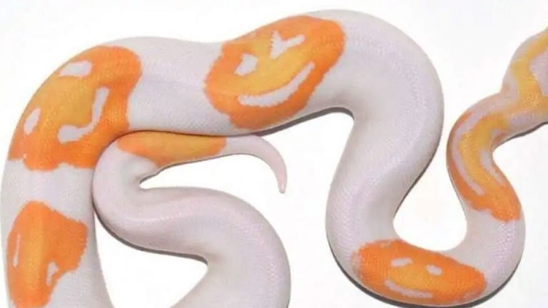 man accidentally breeds unique python with 3 smiley faces sold at 6000 dollar, world news | सोशल मीडिया पर वायरल है ये अनूठा अजगर, वजह जानकर रह जाएंगे दंग