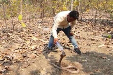 स्नेक रेस्क्यूअर ने अपने पास रखे पानी के बोतल से गुस्सैल कोबरा सांप को पानी पिलाया तो वो आश्चर्यजनक रूप से शांत हो गया