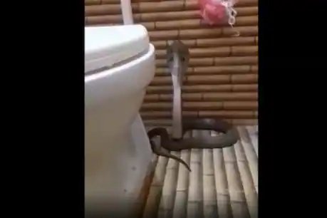  सांपों से छेड़छाड़ करने से इसके दुष्परिणाम भी सामने आ सकते हैं.
