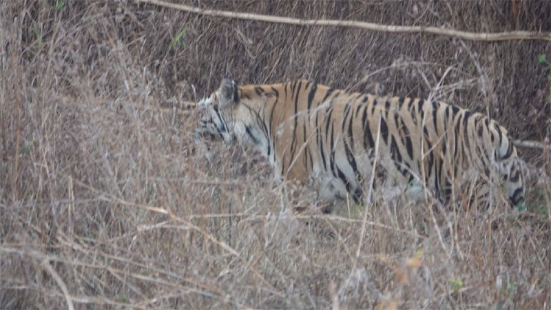Tiger-25March21.jpg