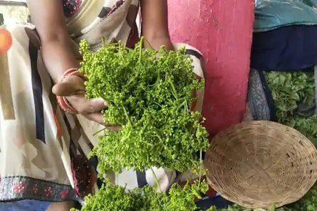 बोहार भाजी की सांकेतिक फोटो.