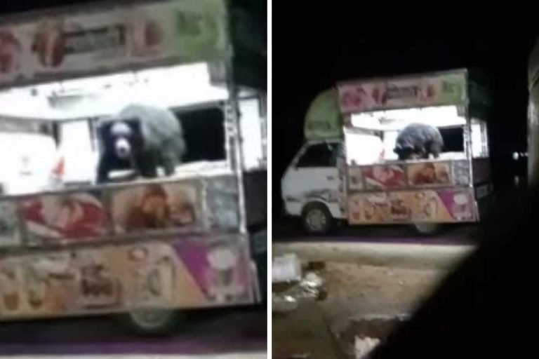 Ice Cream चोर भालू का मजेदार Video, डब्बा खोलकर चट कर डाली 50000 रुपए की आइसक्रीम