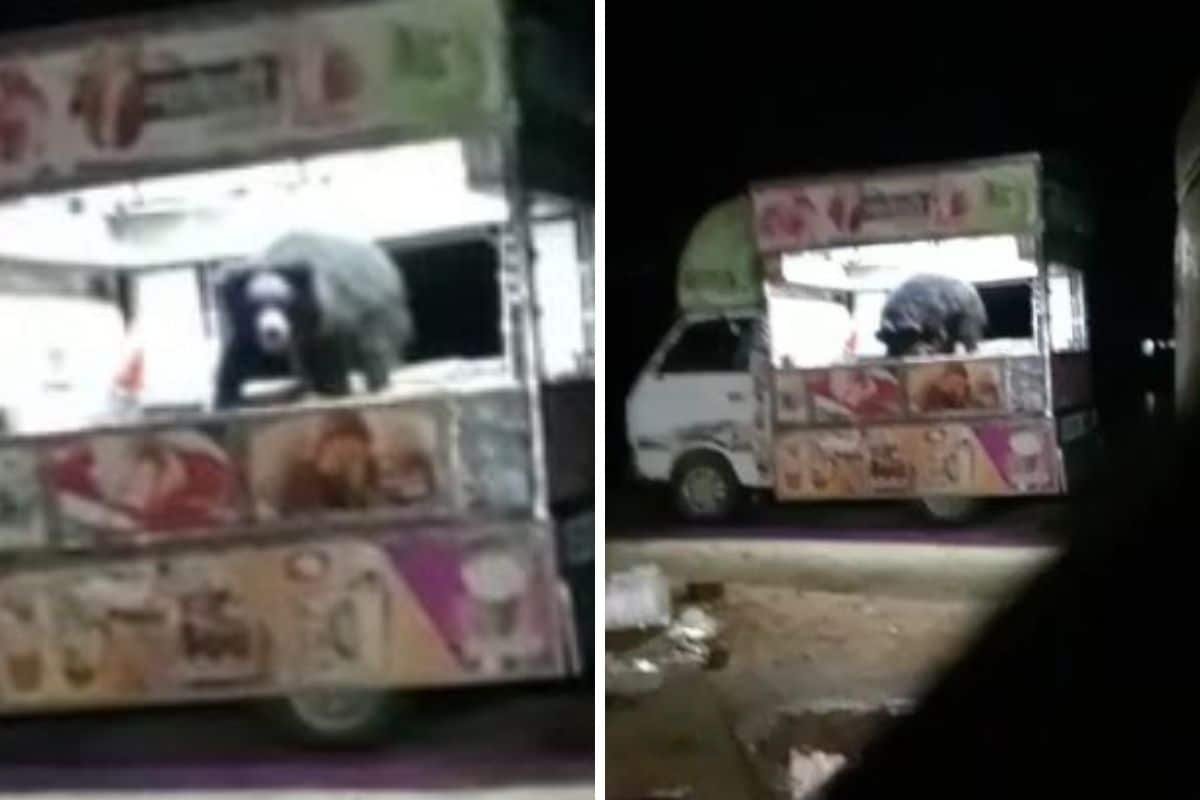 1618322236_Kanker-Bear-Ice-cream-Video.jpg