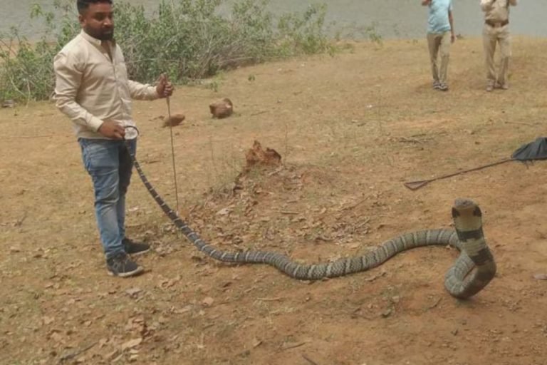 Chhattisgarh News: घर में बांस के नीचे बैठा था 15 फीट का किंग कोबरा, जानें लोगों ने कैसे बचाई जान Seeing the 15-foot king cobra sitting at home, fly away, learn