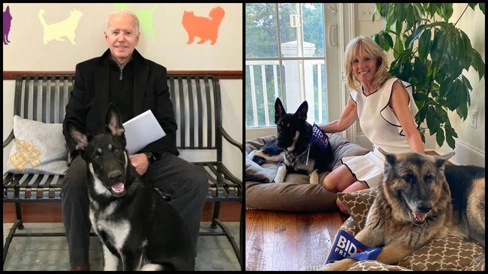 Joe Bidens dog Major become problem for white house staff, involved in second biting incident