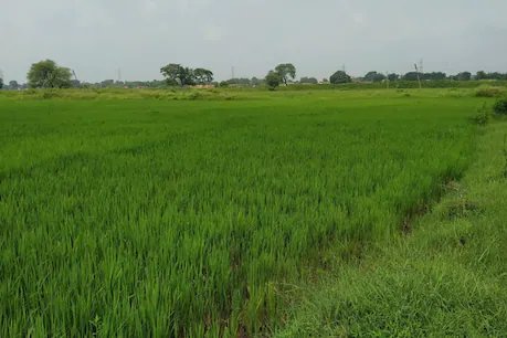 छत्तीसगढ़ के कृषि वैज्ञानिकों ने चावल की एक खास किस्म तैयार की है, जो कोरोना से बचाएगी.