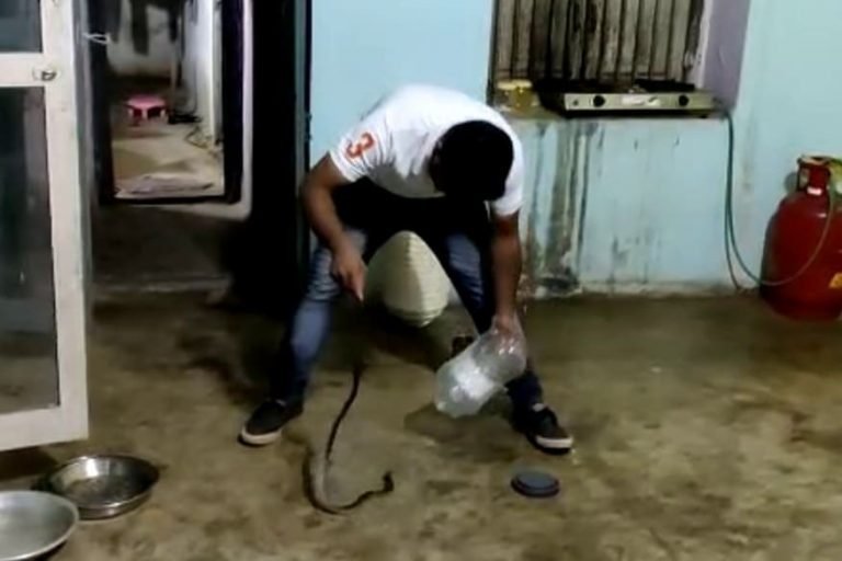घर में घुस आए 3 खतरनाक सांप, कोबरा ने करैत को मार डाला, तीसरा भाग निकला
