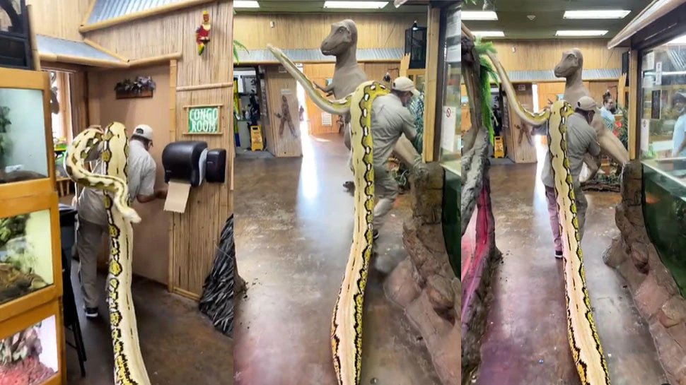 Man carries twenty two feet long snake on his shoulder see viral video | Weird News: 113 किलो के 22 फीट लंबे Snake को कंधे पर लेकर घूमने लगा शख्स, वायरल हुआ Video