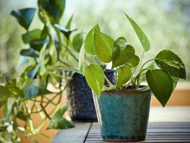 World Environment Day 2022: world environment day 2022 these 6 medicinal plants are best to use for treatment or prevent diseases – World environment day 2022: जहरीली हवा को शुद्ध करते हैं ये 6 पौधे, घर की सजावट में भी आते हैं काम