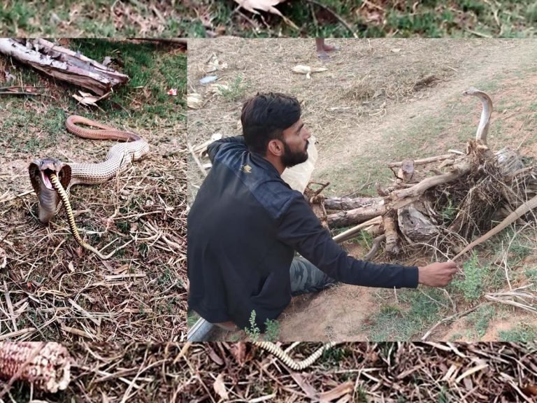 किंग कोबरा ने निगला 6 फीट लंबा सांप, अजगर जैसा हो गया मोटा, नहीं देखा होगा ऐसा हैरतअंगेज Video