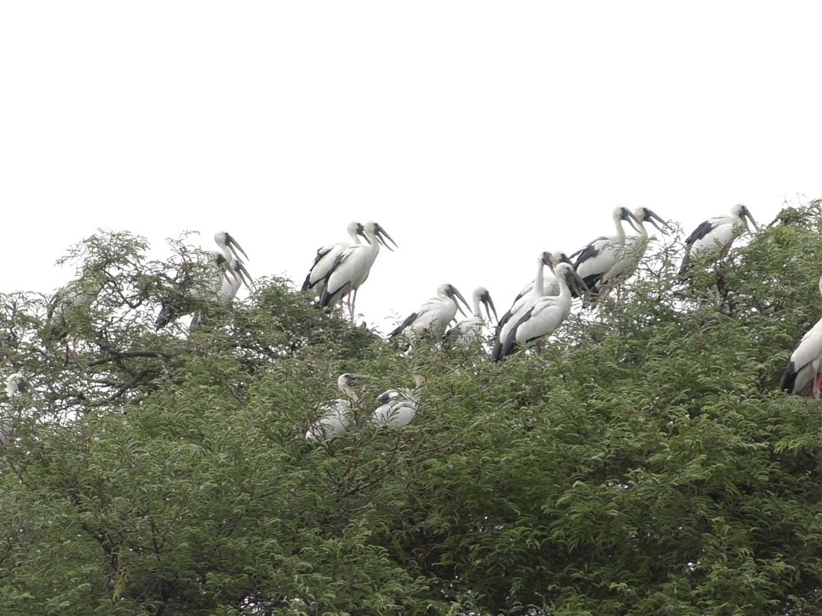 Migratory-birds.jpg