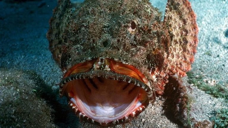 Australia Queensland youth plays with world most venomous fish Stonefish | Stonefish: दुनिया के सबसे जहरीले जीव के साथ हुआ इस शख्स का सामना, फिर कुछ ऐसा हुआ कि…