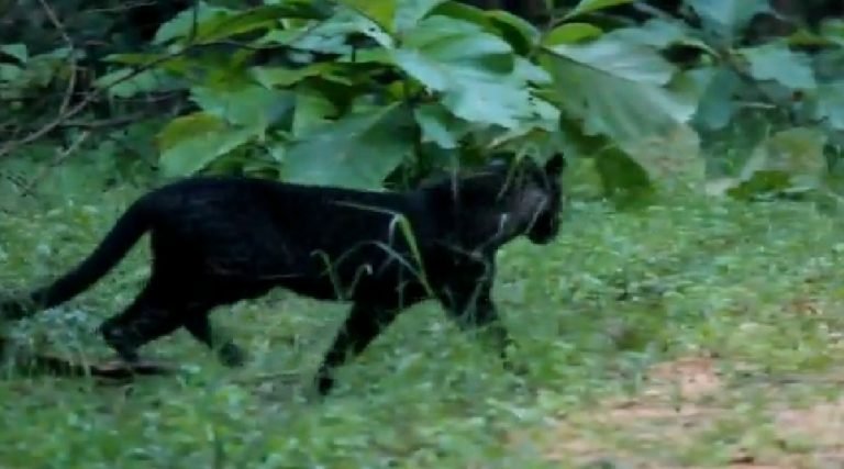 एमपी के पेंच में बघीरा