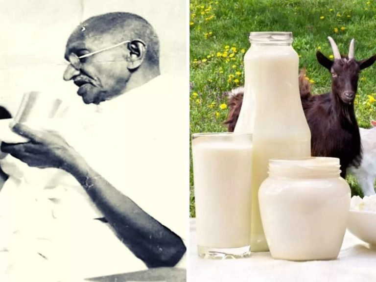 महात्मा गांधी ने दूध न पीने की खाई थी कसम, फिर भी किया Goat milk का सेवन, फायदे ऐसे की आप भी चाहेंगे पीना – gandhi jayanti 2022 mahatma gandhi used to drink goat milk these are the 5 amazing benefits you must know