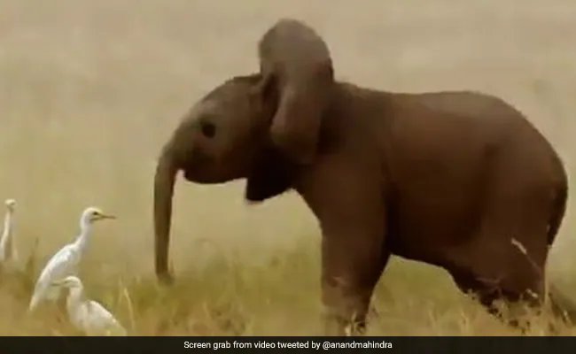 आनंद महिंद्रा ने अनोखे अंदाज में गणपति बप्पा को किया विदा
