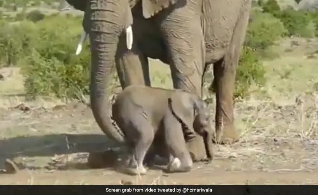 हाथी मां-बच्चे के लिए राहुल गांधी ने कर्नाटक के मुख्यमंत्री को लिखा पत्र, फोटो शेयर कर दिखाया प्यार