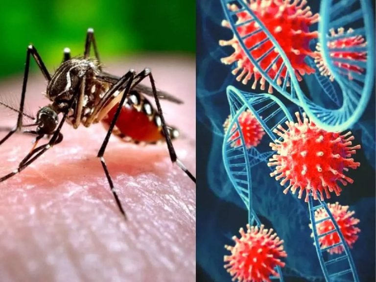 Omicron XBB Variant के आतंक के बीच बढ़ रहा Dengue का कहर, दोनों के ये 4 लक्षण हैं एक से जानें कैसे करें फर्क – dengue and omicron xbb variant sharing these 4 symptoms know how to differentiate