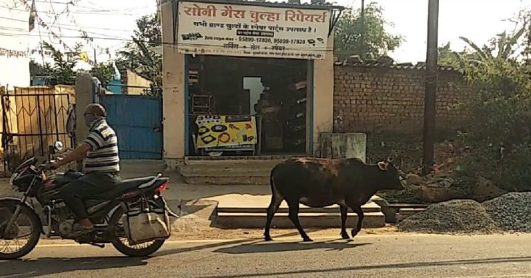 कोरबा: सड़कों पर मवेशी छोड़ने पर अब पशुपालकों पर लगेगा 1000 रुपये का जुर्माना