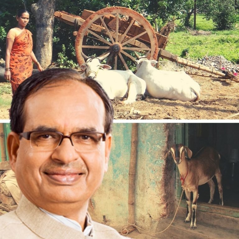 “उपलब्धियों और नवाचारों का एक वर्ष” : पशुपालन की राष्ट्रीय योजनाओं में अग्रणी है मध्यप्रदेश