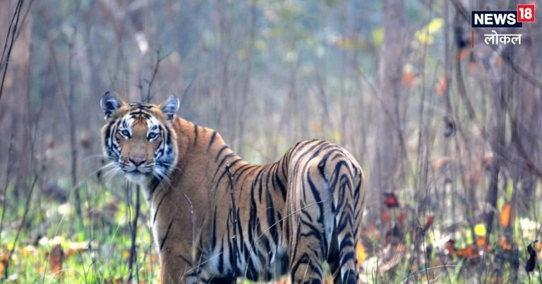 Chhattisgarh Wildlife Sanctuary: छत्तीसगढ़ के इन अभ्यारण्य में छोड़े जाएंगे बाघ, MP से लाने की तैयारी