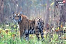 Chhattisgarh Wildlife Sanctuary: छत्तीसगढ़ के इन अभ्यारण्य में छोड़े जाएंगे बाघ, MP से लाने की तैयारी