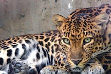 छत्तीसगढ़ः घर के दरवाजे से 8 साल के बच्चे को उठा ले गया तेंदुआ, दहशत में ग्रामीण