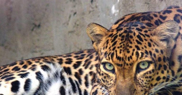 छत्तीसगढ़ः घर के दरवाजे से 8 साल के बच्चे को उठा ले गया तेंदुआ, दहशत में ग्रामीण