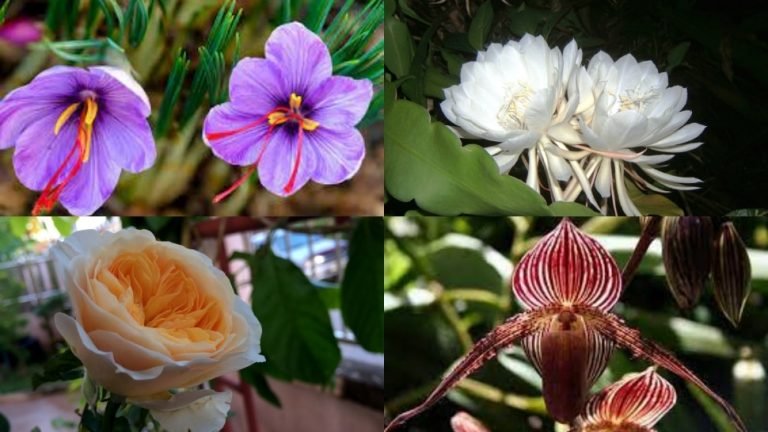 Most Expensive Flowers of world can buy luxury cars in their cost | Most Expensive Flowers: ये हैं दुनिया के सबसे महंगे फूल, जिनकी कीमत में आ जाएंगी कई लग्जरी गाड़ियां-बंगले