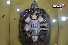 4 साल से घर में पाल रखा था कछुआ, कूबड़ में उभरी बालाजी की तस्वीर, लोग उमड़े तो कई गांवों में निकाली झांकी