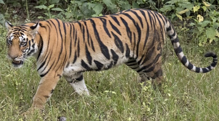 रायसेन के जंगल में दिखा बाघ, सावधान रहें लोग