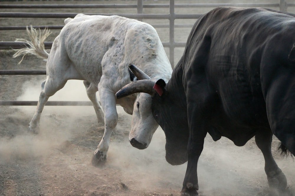 bull