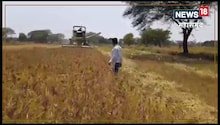 छत्तीसगढ़ के किसान ने 100 एकड़ में लगाई रागी की फसल, कटाई के बाद खुले किस्मत के ताले 