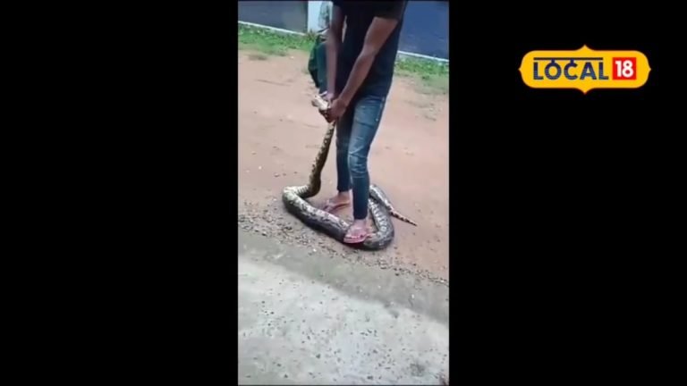 घर के बाड़ी में निकला 9 फीट लंबा अजगर, देखते ही लोगों के उड़े होश, घंटों मशक्कत के बाद किया गया रेस्क्यू