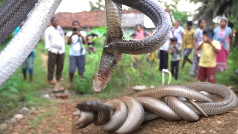 दो सांपों की ऐसी लड़ाई आपने पहले कभी नहीं देखी होगी, देखकर उड़ जाएंगे आपके होश