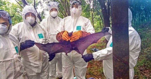 nipah virus in kozhikode nipah virus in kozhikode