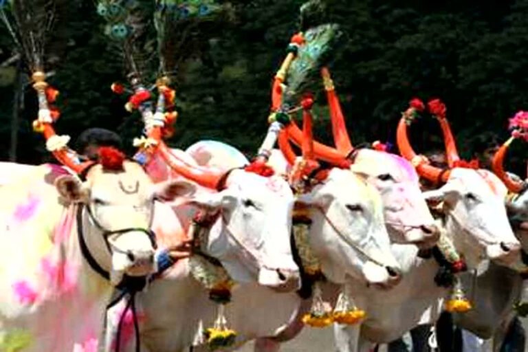 Pora Tyohar In Madhya Pradesh