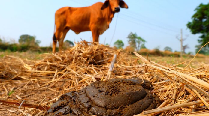 Congress will buy cow dung from farmers at Rs 2 per kg, what will it do with so much cow dung?