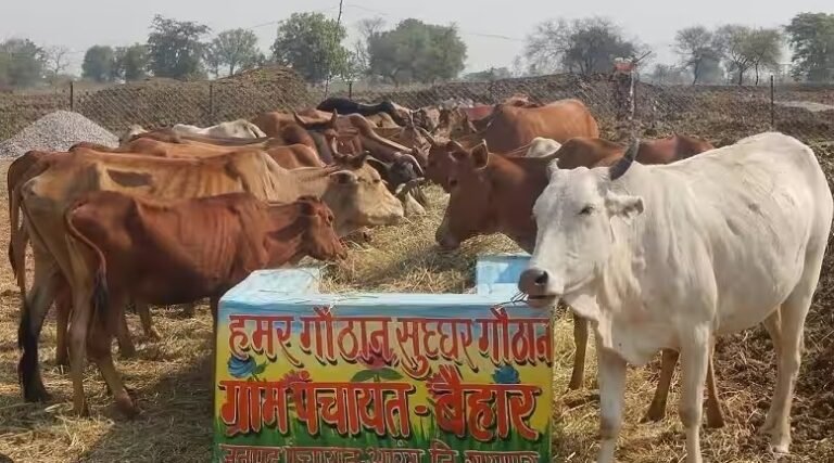 मध्य प्रदेश में कांग्रेस जीती तो किसानों से खरीदा जाएगा गोबर, मिलेंगे 2 रुपये किलो