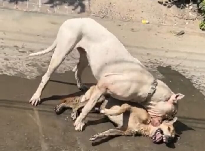 Pitbull Dog in Noida Pitbull Dog in Noida