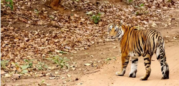 Kajri (T100) Tigress Kajri (T100) Tigress