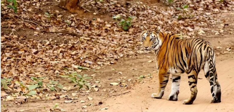 Kajri (T100) Tigress